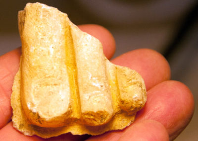 A statue fragment of travertine toes found during excavations